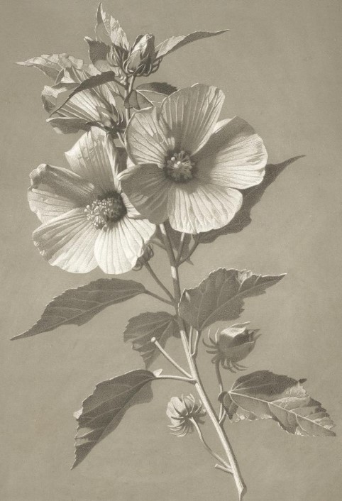 Fleurs d'Hibiscus 100 g - Ancienne Histoire