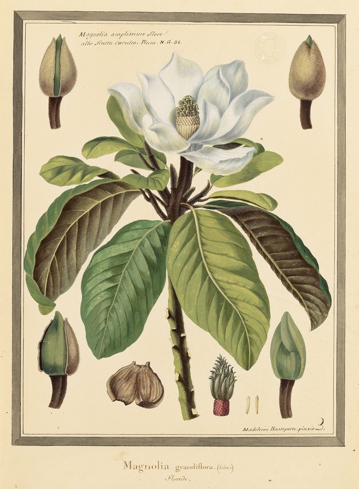 magnolia_grandiflora_mnhn.jpg