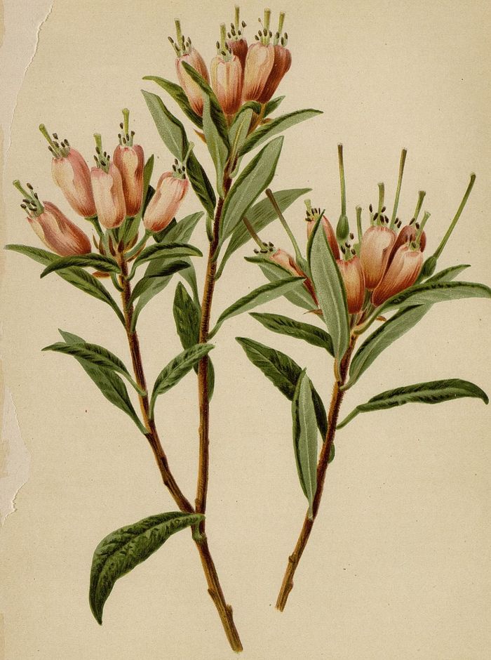 rhododendron_revue_horticole.jpg