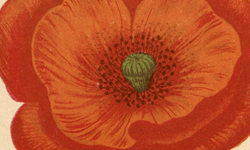 Accéder à la page "Coquelicot"