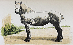 A cheval, C.-M. de Vaux, 1895