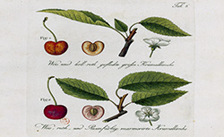 Abhandlung von den Obstbäumen, J. Kraft, 1792