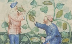 Observations sur la nature et les propriétés de divers produits alimentaires et hygiéniques. NAL 1673. 15e siècle