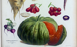 Album Vilmorin.  Fleurs rustiques, annuelles et vivaces, légumes et plantes fourragères, 1851-1861