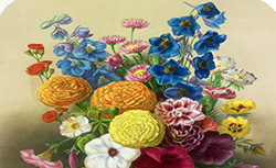 Album Vilmorin : fleurs rustiques, annuelles et vivaces, légumes et plantes fourragères, 1851-1861