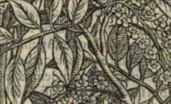 ALPINI, Prospero (1553-1617) De plantis Aegipti liber
