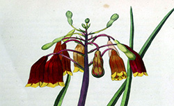 Annales de Flore et de Pomone, ou Journal des jardins et des champs, 1832-1848 [périodique]