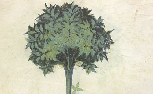 Albucasis, Observations sur la nature et les propriétés de divers produits alimentaires, XVe siècle