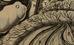 ASELLI, Gaspare (1581-1626) De Lactibus : sive Lacteis venis
