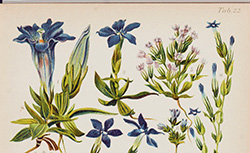 Atlas colorié de la flore alpine : Jura, Pyrénées, Alpes françaises, Alpes suisses, J.-J. Beauverie, 1906