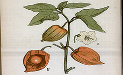 Atlas colorié des plantes médicinales indigènes, P. Hariot, 1900