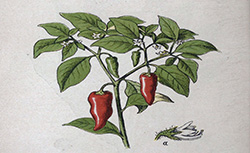 Atlas de poche des plantes utiles des pays chauds les plus importantes pour le commerce, P. de Janville, 1902