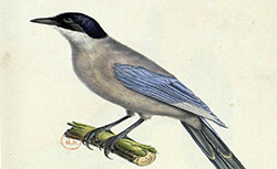 Atlas des oiseaux d'Europe, J.-C. Temminck, 1842