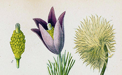Atlas des plantes de France utiles, nuisibles et ornementales, A. Masclef, 1891