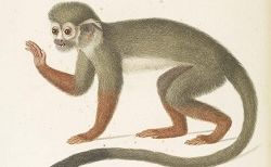 Histoire naturelle des singes et des makis, 1799-1800