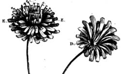 BARTON, Benjamin Smith (1766-1815) Elements of botany