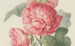 Recueil de dessins de fleurs. 18e siècle