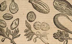 CHERLER, Johann Heinrich (1570-1610), BAUHIN, Jean (1541-1612) Historia plantarum universalis