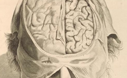 BIDLOO, Govard (1649-1713) Anatomia humani corporis