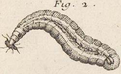 BONNET, Charles (1720-1793) Traité d'insectologie