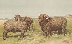 Brebis et moutons mérinos de la bergerie royale  Les Animaux de la ferme. Les races ovines, porcines et caprines.1912