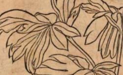 BRUNFELS, Otto (1488-1534) Herbarum vivae eicones ad naturae imitationem