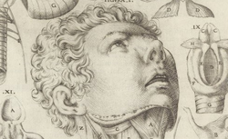 CASSERI, Giulio (1552-1616) De vocis auditusque organis historia anatomica