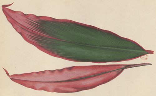 Les plantes à feuillage coloré, tome 1, 1880