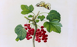 Choix des plus belles fleurs, prises dans différentes familles du règne végétal et de quelques branches des plus beaux fruits, P.-J. Redouté, 1833