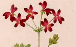 Collection de jolies petites fleurs, P.-J. Redouté, 1835