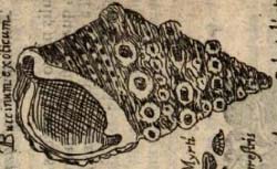 COLONNA, Fabio (1567-1640) Purpura