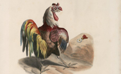 Accéder à la page "Un coq tricolore face à la Légion d'Honneur - Caricature (le journal)"