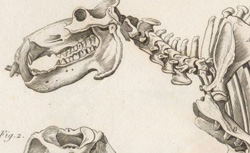 CUVIER, Georges (1769-1832) Recherches sur les ossemens fossiles de quadrupèdes