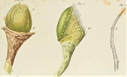 Découvertes les plus nouvelles dans le règne végétal, ou Observations microscopiques sur les parties de la génération des plantes renfermées dans les fleurs, W. F. von Gleichen, 1770