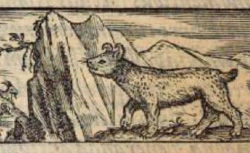 DELLA PORTA, Giambattista (1535-1615) Magiae naturalis libri XX