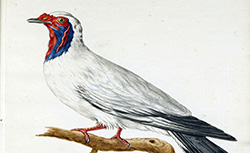 Dessins originaux de 12 pigeons étrangers, inconnus et recueillis par le voyageur Le Vaillant, F. Levaillant, 19e siècle