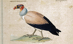 Dictionnaire des sciences naturelles... Planches, Zoologie : ornithologie, F. Cuvier, 1816-1846