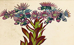 Dictionnaire des sciences naturelles... Planches, Botanique : végétaux dicotylédons, 1816-1845