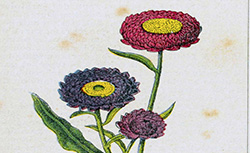 Dictionnaire d'horticulture illustré, M. Cornu, 1893-1899