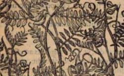 DODOENS, Rembert (1517-1585) Stirpium historiae pemptades sex
