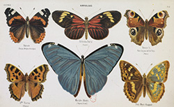 Éléments de l'histoire naturelle des lépidoptères ou papillons dessinés d'après nature, F. Courtin, 1860