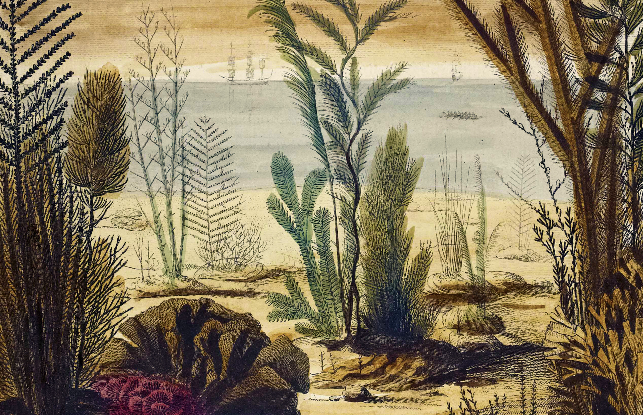 Essai sur l'histoire naturelle des corallines et d'autres productions marines du même genre, J. Ellis, 1756