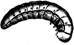 FABRE, Jean-Henri (1823-1915) Souvenirs entomologiques