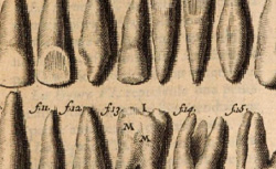 FAUCHARD, Pierre (1678-1761) Le Chirurgien dentiste