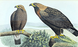 Faune illustrée des vertébrés de la Belgique : série des oiseaux, A. Dubois, 1887-1892