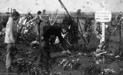 Accéder à la page "Deux fils portent des fleurs sur la tombe de leur père - Agence Meurisse, 1915"