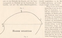 FISCHER, Emil Hermann (1852-1919) Synthesen in der Purin- und Zuckergruppe