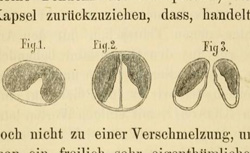 FLEMING, Walther (1843-1905) Beiträge zur Kenntniss der Zelle und Ihrer Lebenserscheinungen