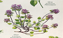 Flore complète illustrée en couleurs de France, Suisse et Belgique (comprenant la plupart des plantes d'Europe), G. Bonnier, 1914-1935