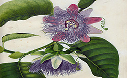 Flore des Antilles, ou Histoire générale, botanique, rurale et économique des végétaux, F.-R. de Tussac, 1808-1827